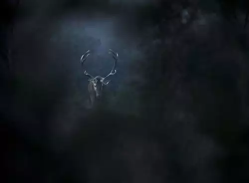 WhispersintheWoods_134193559608720012_big-cine_deskt.webp