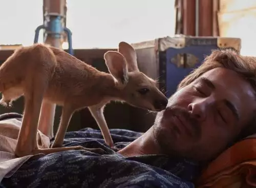 Kangaroo_134281869434257240_big-cine_deskt.webp